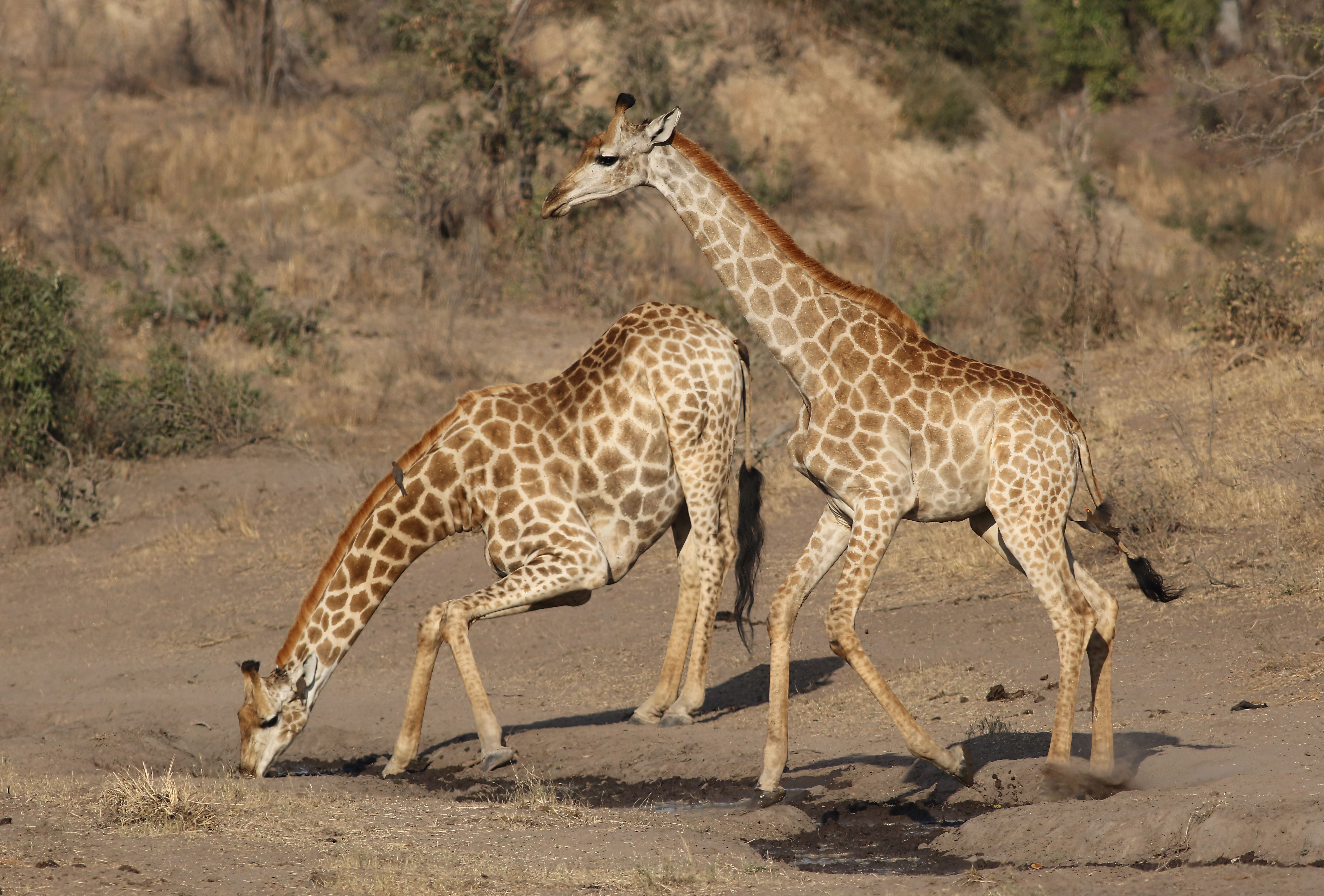 Wild giraffes at watering hole in africa, Zambia