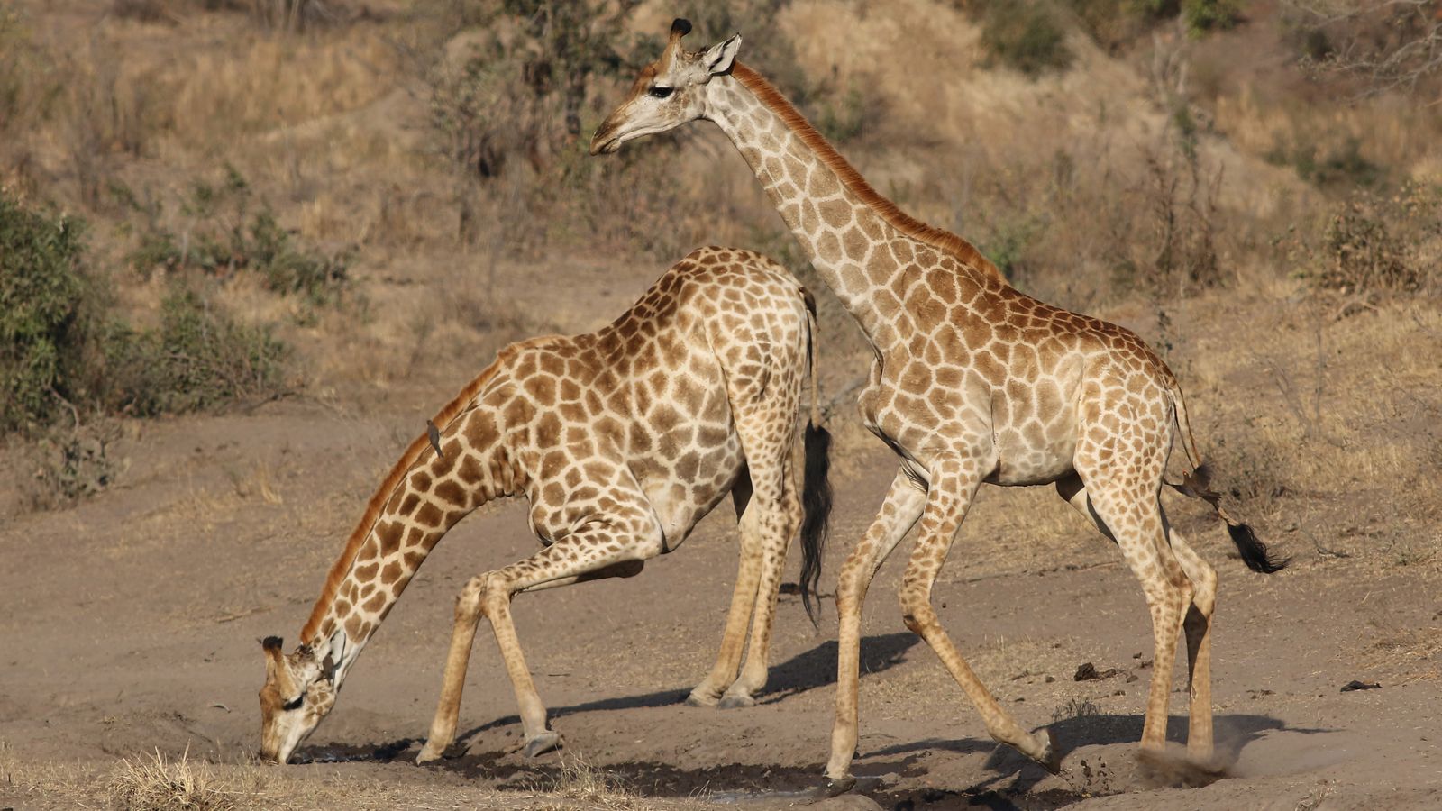 Wild giraffes at watering hole in africa, Zambia