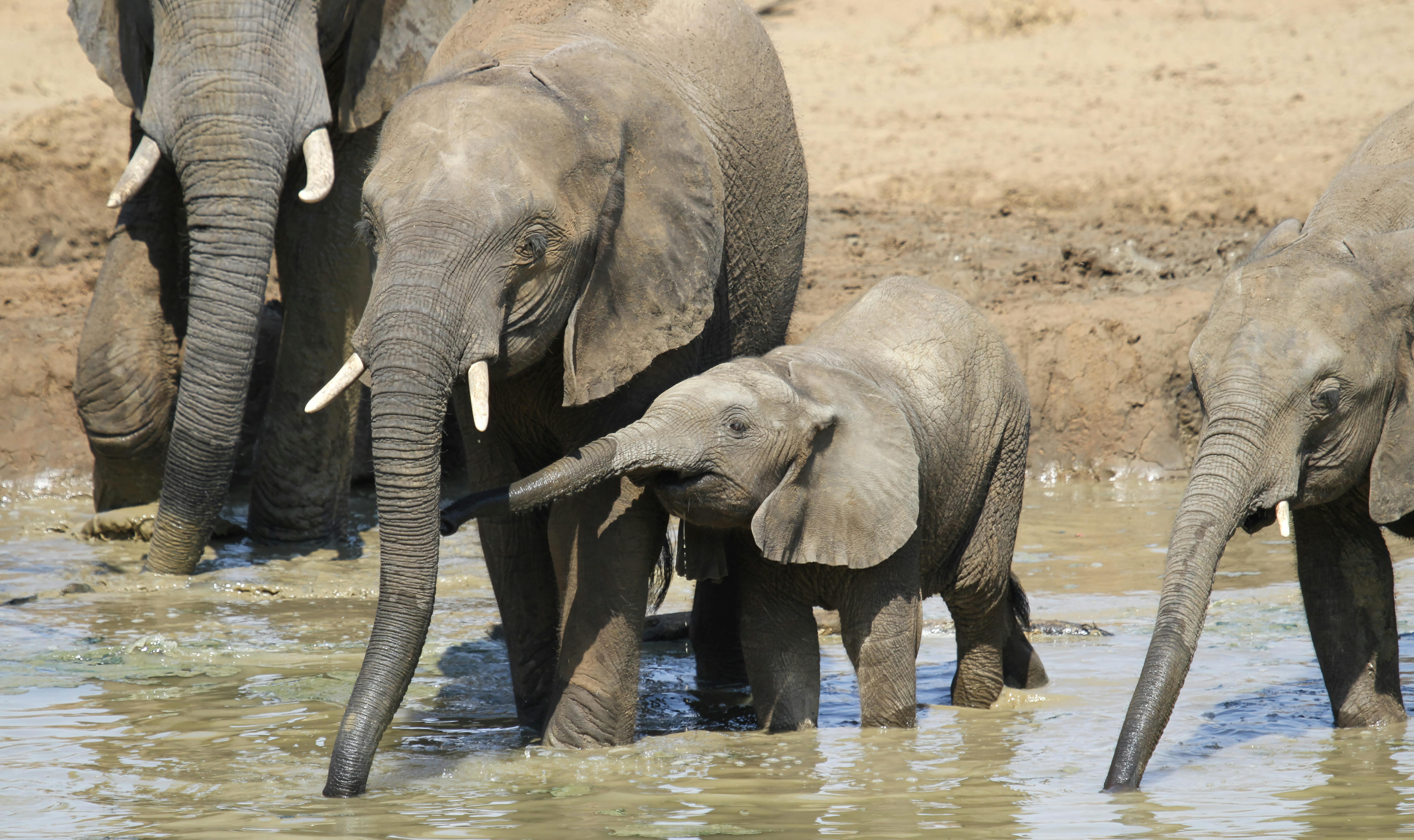 Family of African Elephants at Waterhole · Free Stock Photo, image size:1260x749