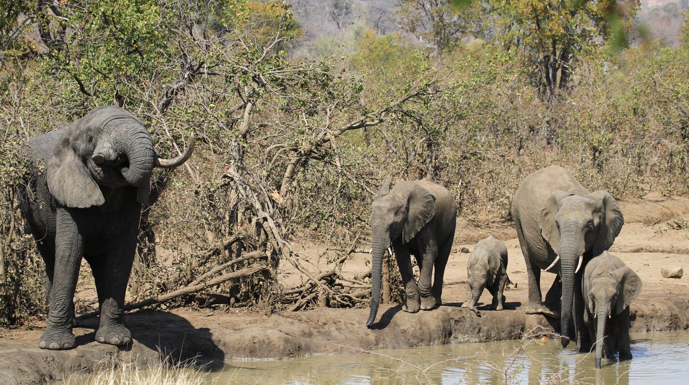 A family of African elephants gathered at a watering hole in dry savannah