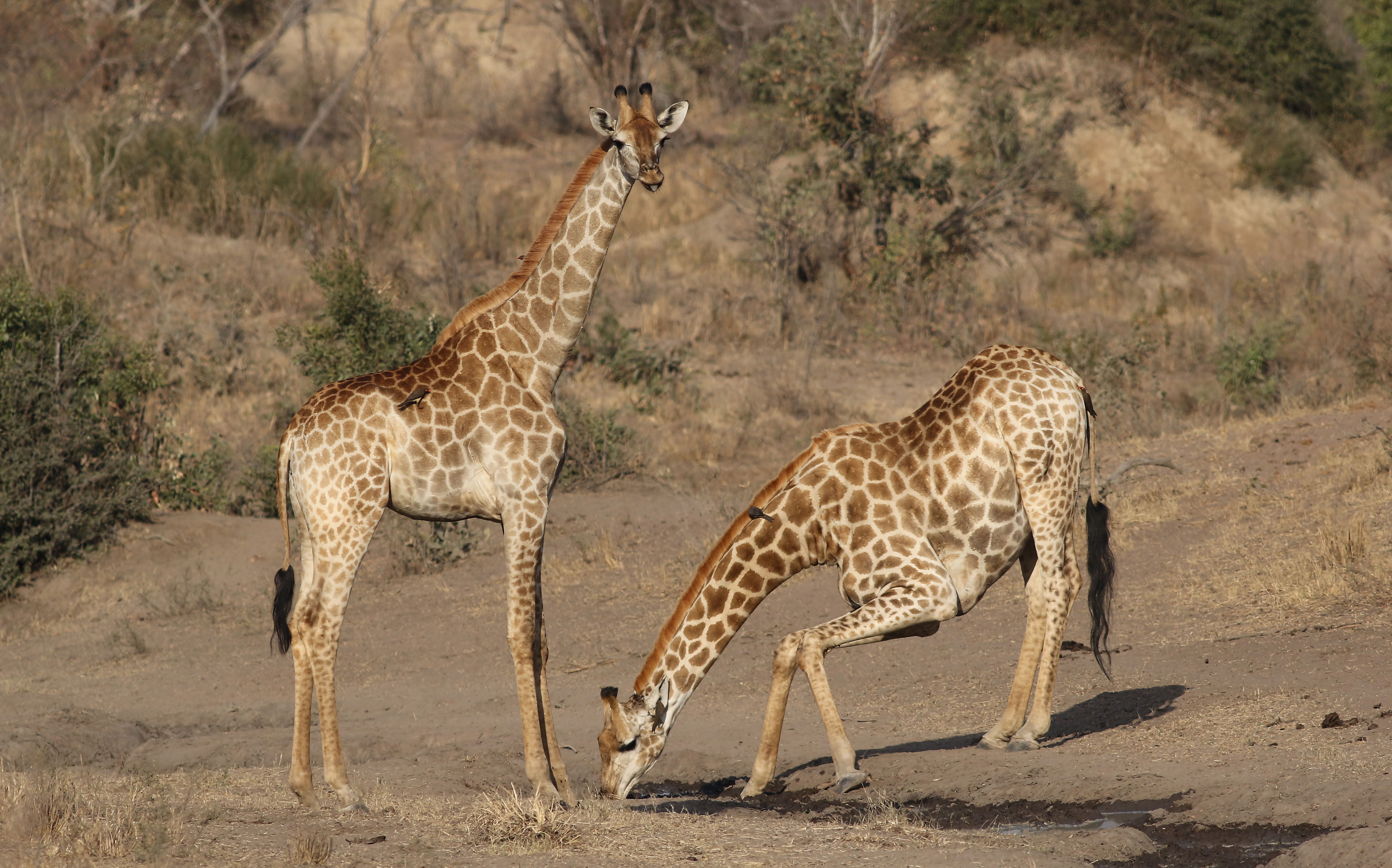 Two giraffes in their natural habitat in Kruger National Park, South Africa.