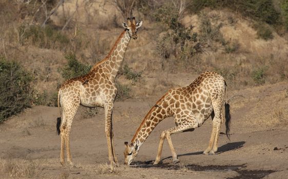 Two giraffes in their natural habitat in Kruger National Park, South Africa.