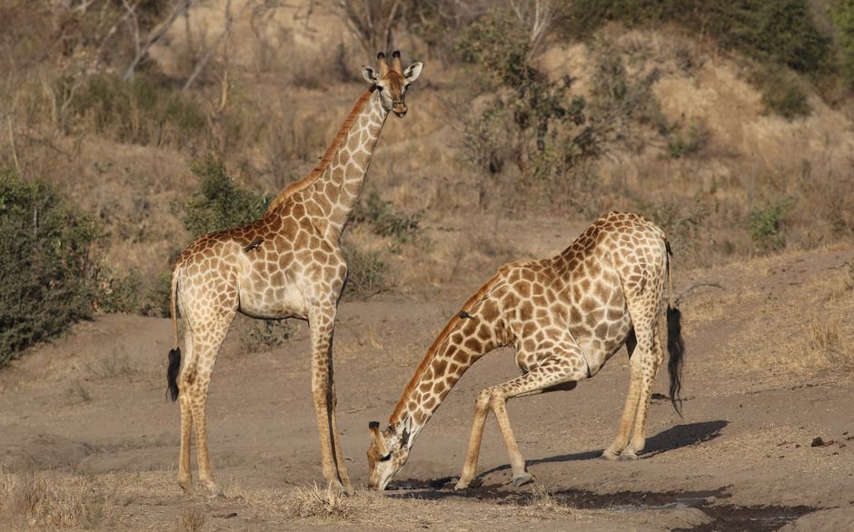 Two giraffes in their natural habitat in Kruger National Park, South Africa.