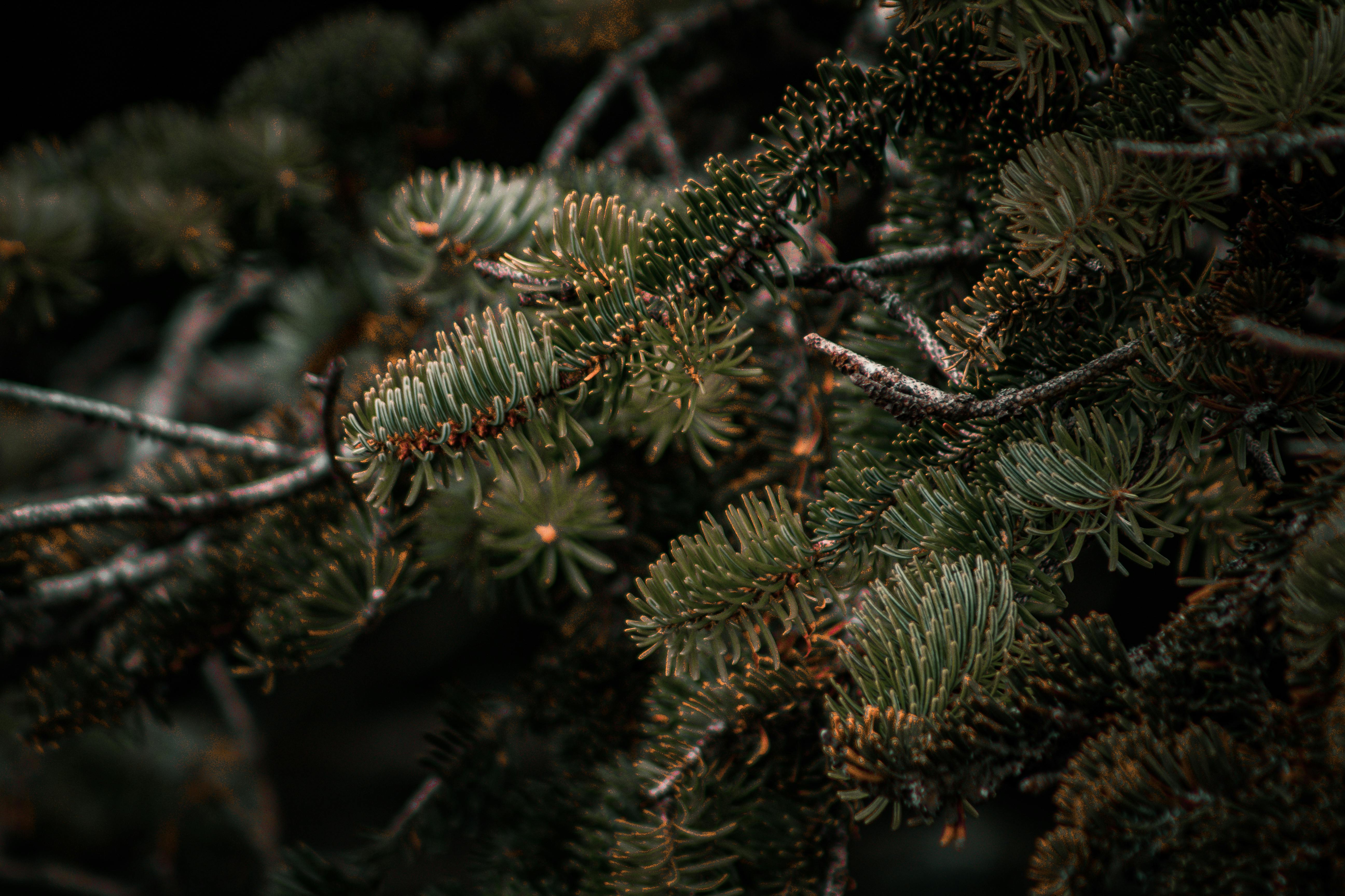 A detailed close-up of evergreen pine needles, showcasing natural beauty and texture.