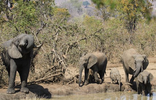 Group of African elephants gathering at a watering hole in the savanna, showcasing natural behavior in the wild.