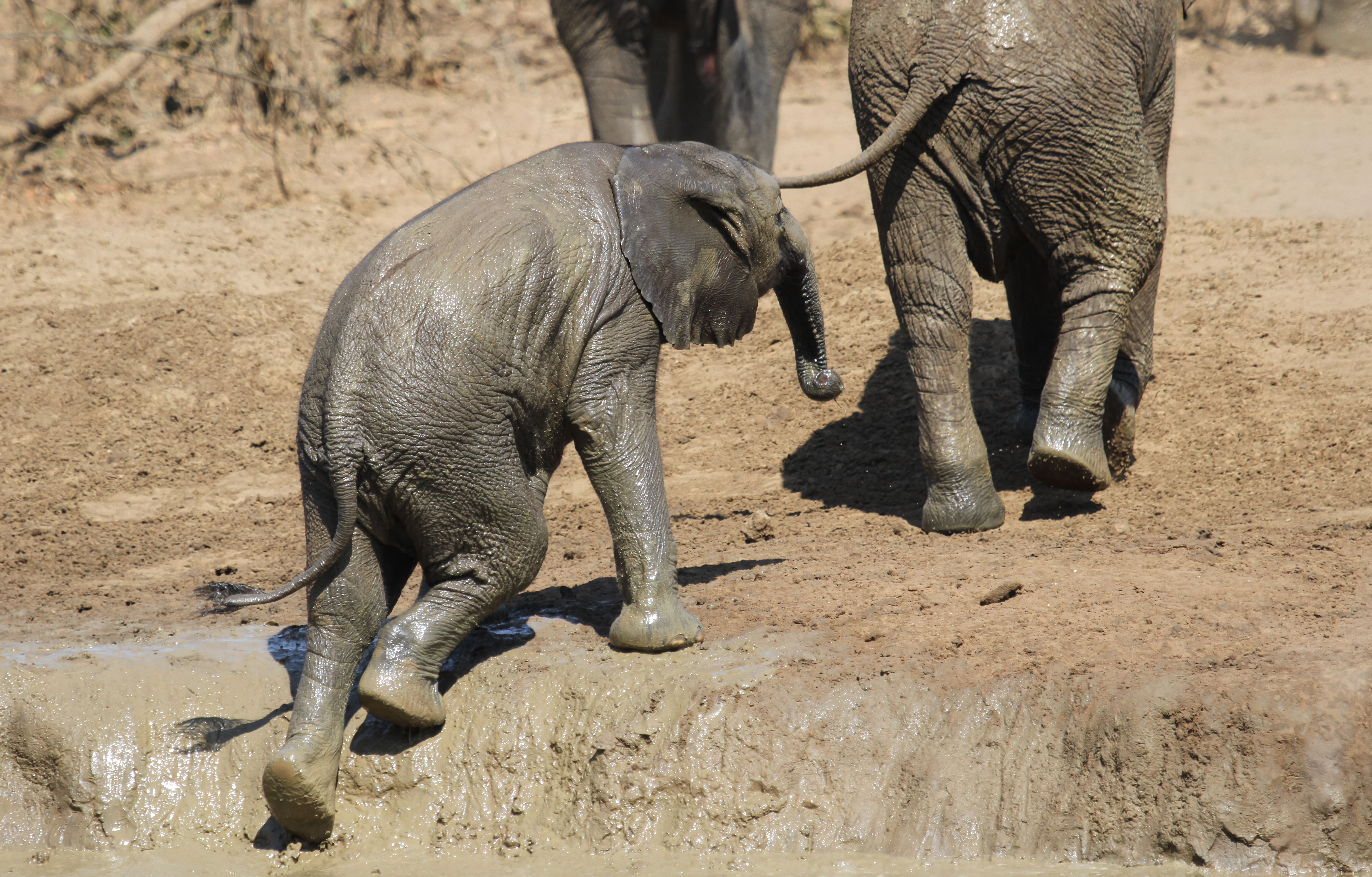 Mud-Covered Baby Elephant Following Adult in Wilderness · Free Stock Photo