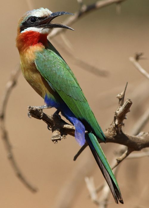 Free Colorful white-fronted bee-eater (Merops bullockoides) on a dry branch in natural habitat. Stock Photo