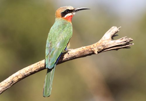 Free A vibrant white-fronted bee-eater, Merops bullockoides, resting on a branch in its natural habitat. Stock Photo