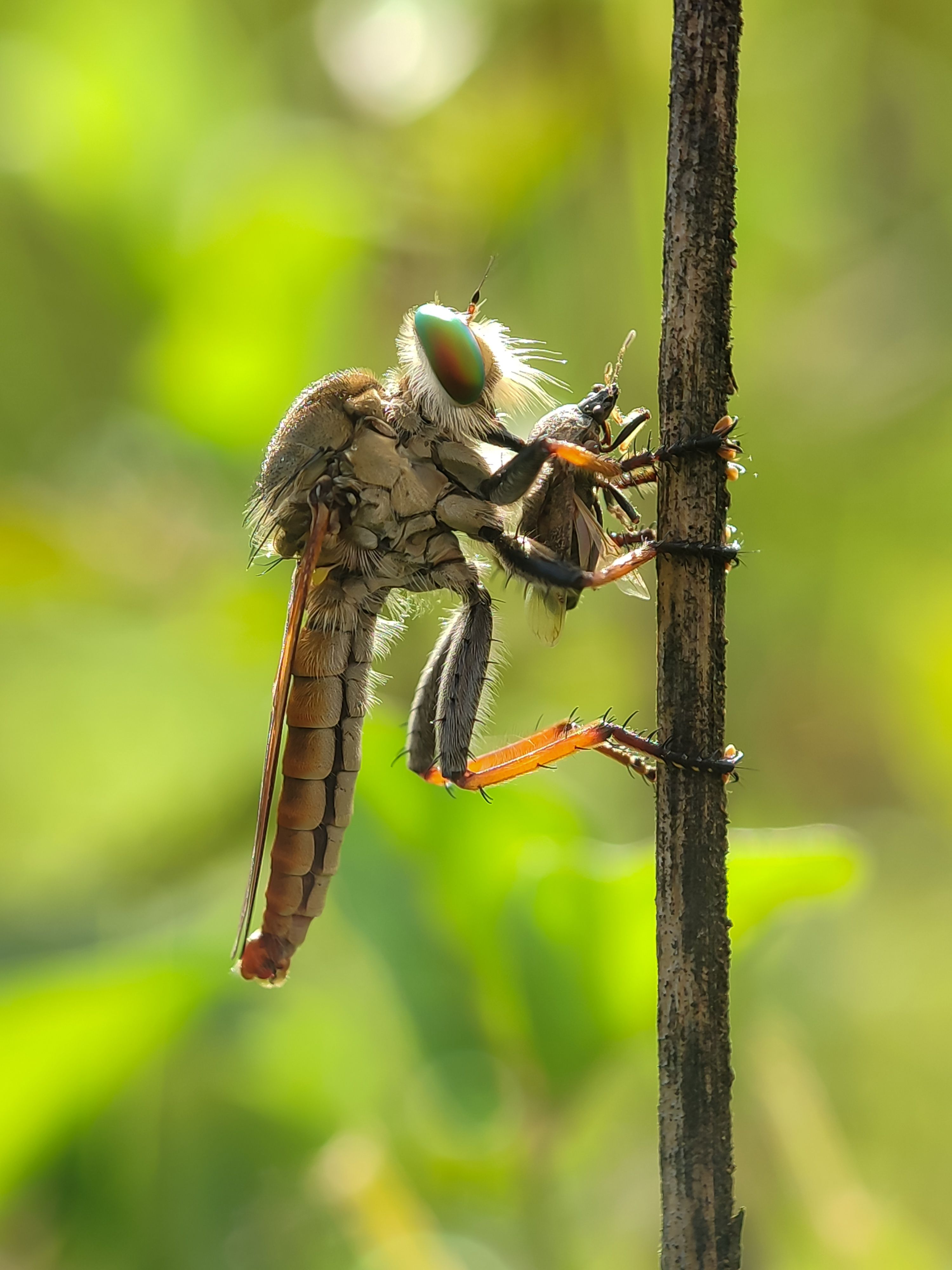 Robber Fly with Prey on a Branch in Indonesia · Free Stock Photo