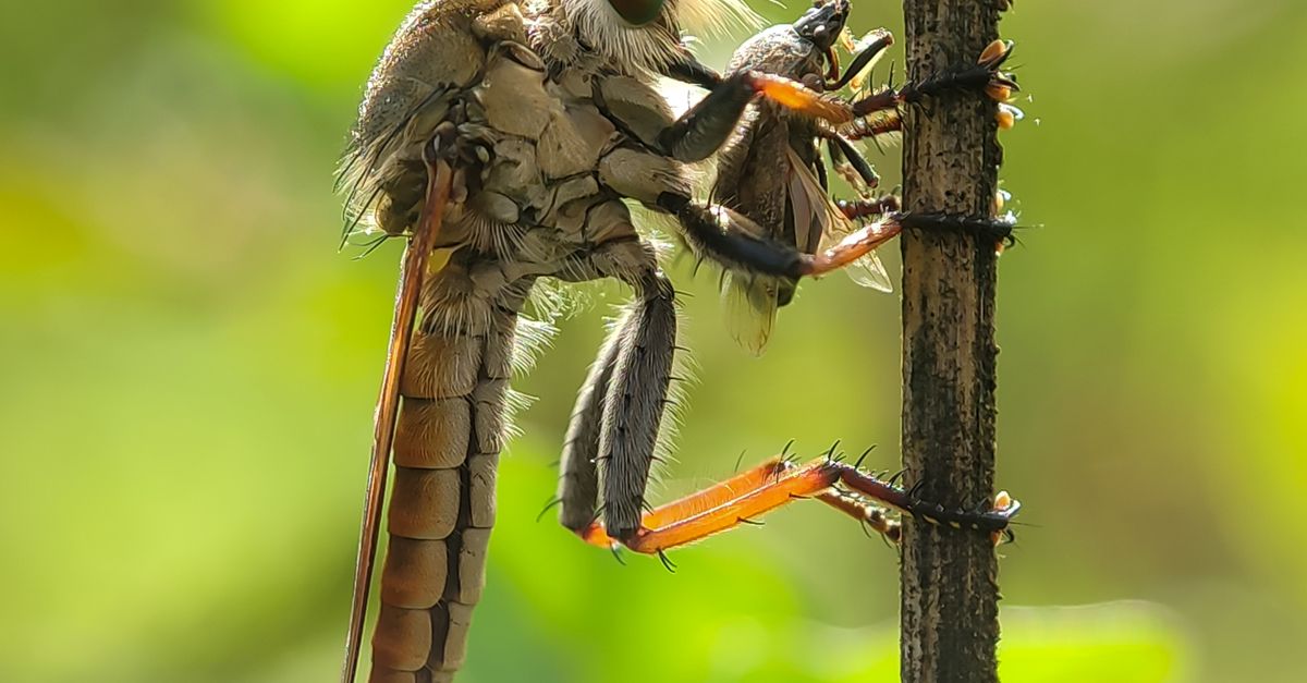 Fly Behavior Robber Fly with Prey on a Branch in Indonesia · Free Stock Photo