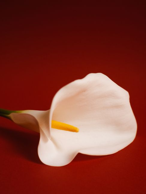 A beautiful white calla lily flower with a smooth petal on a vibrant red backdrop, perfect for floral themes.