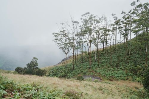 Free Serene landscape of a misty hillside with tall trees emerging through the fog. Stock Photo