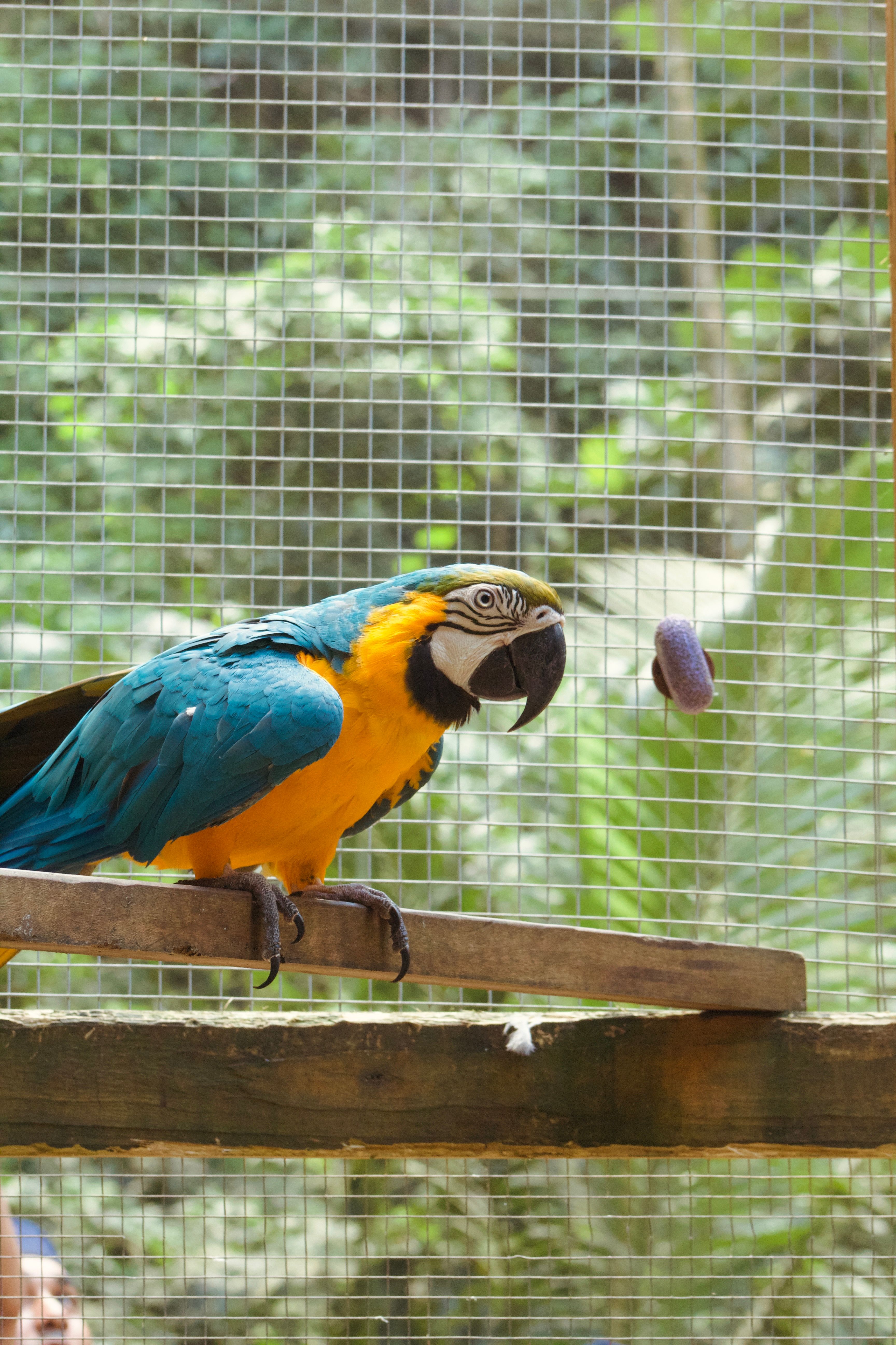 View of Vibrant Blue and Gold Macaw in Aviary · Free Stock Photo