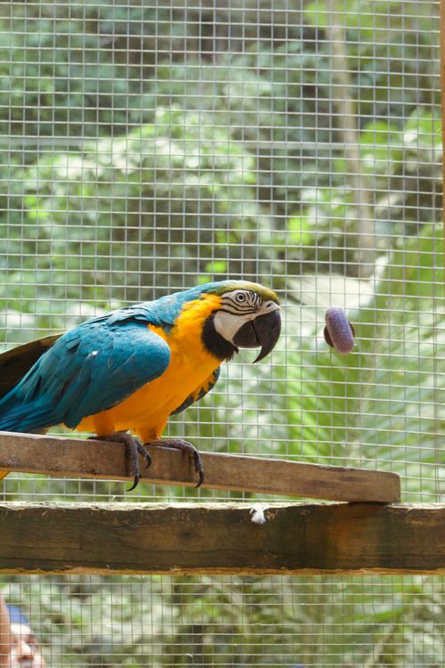 Free Lively Blue and Gold Macaw perched in a zoo enclosure with lush greenery. Stock Photo