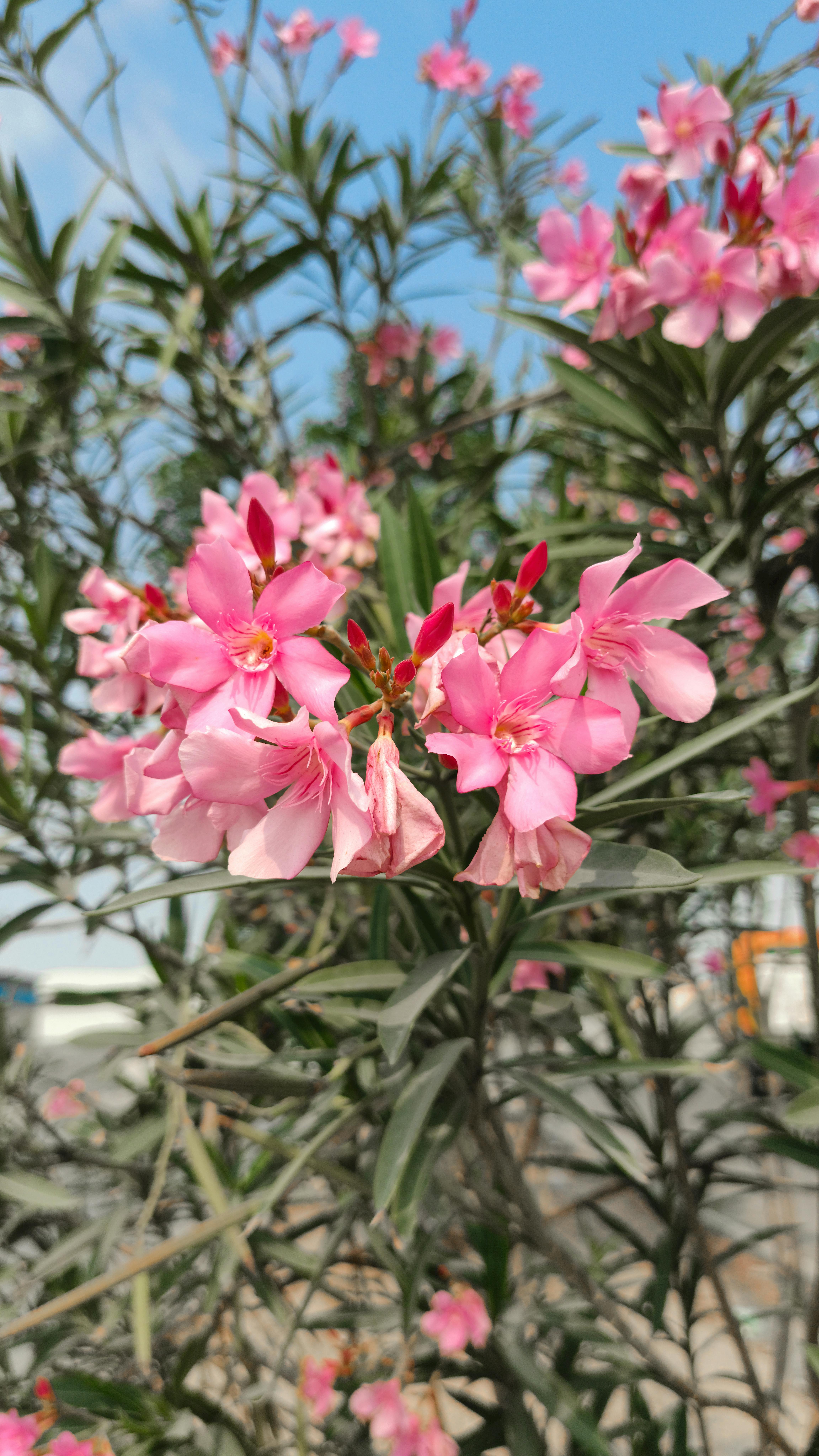 First+Month+Of+Spring Photos, Download The BEST Free First+Month+Of ...