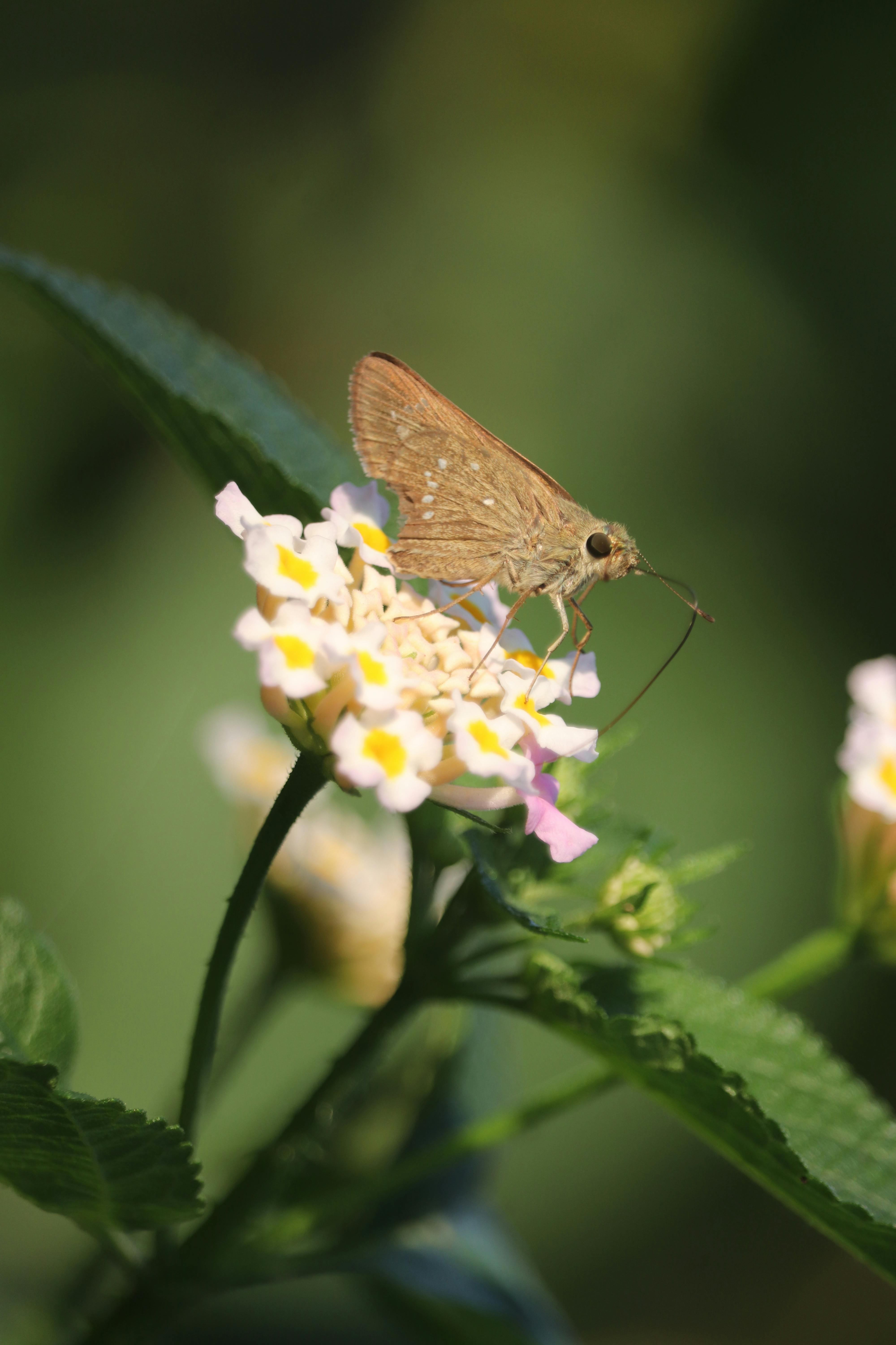 Gái xinh bướm đẹp - Hiện tượng mạng gây chú ý và những ảnh hưởng sâu xa