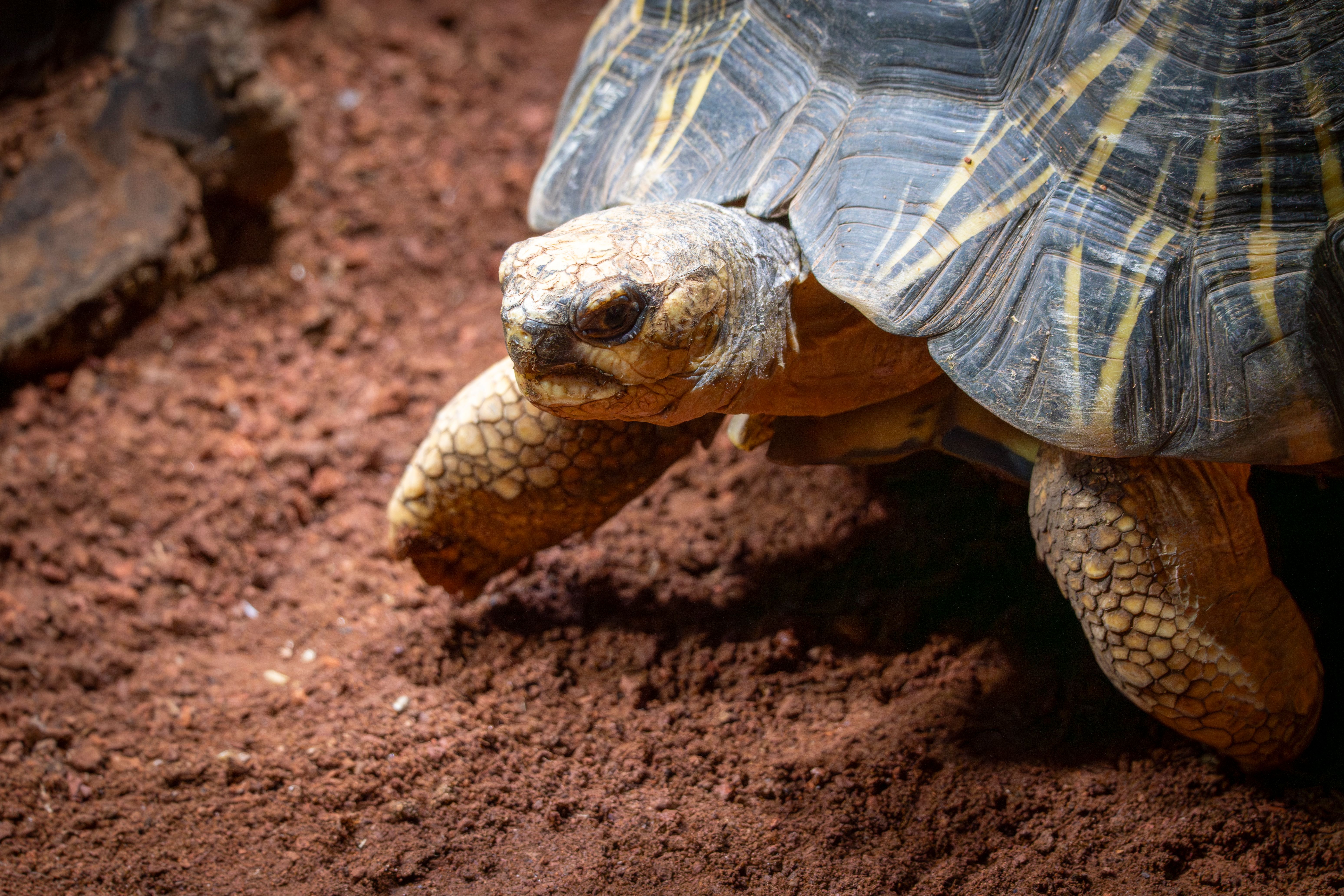 Close-up of Radiated Tortoise on Red Soil · Free Stock Photo