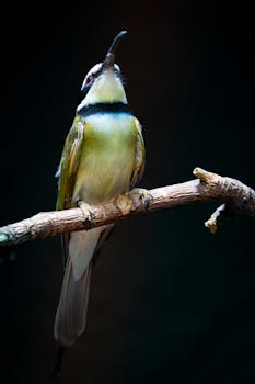 Close-up of a bee-eater bird on a branch with a dark, contrasting background.