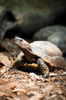 Close-up of a tortoise in its natural habitat with distinct shell patterns and earthy tones.