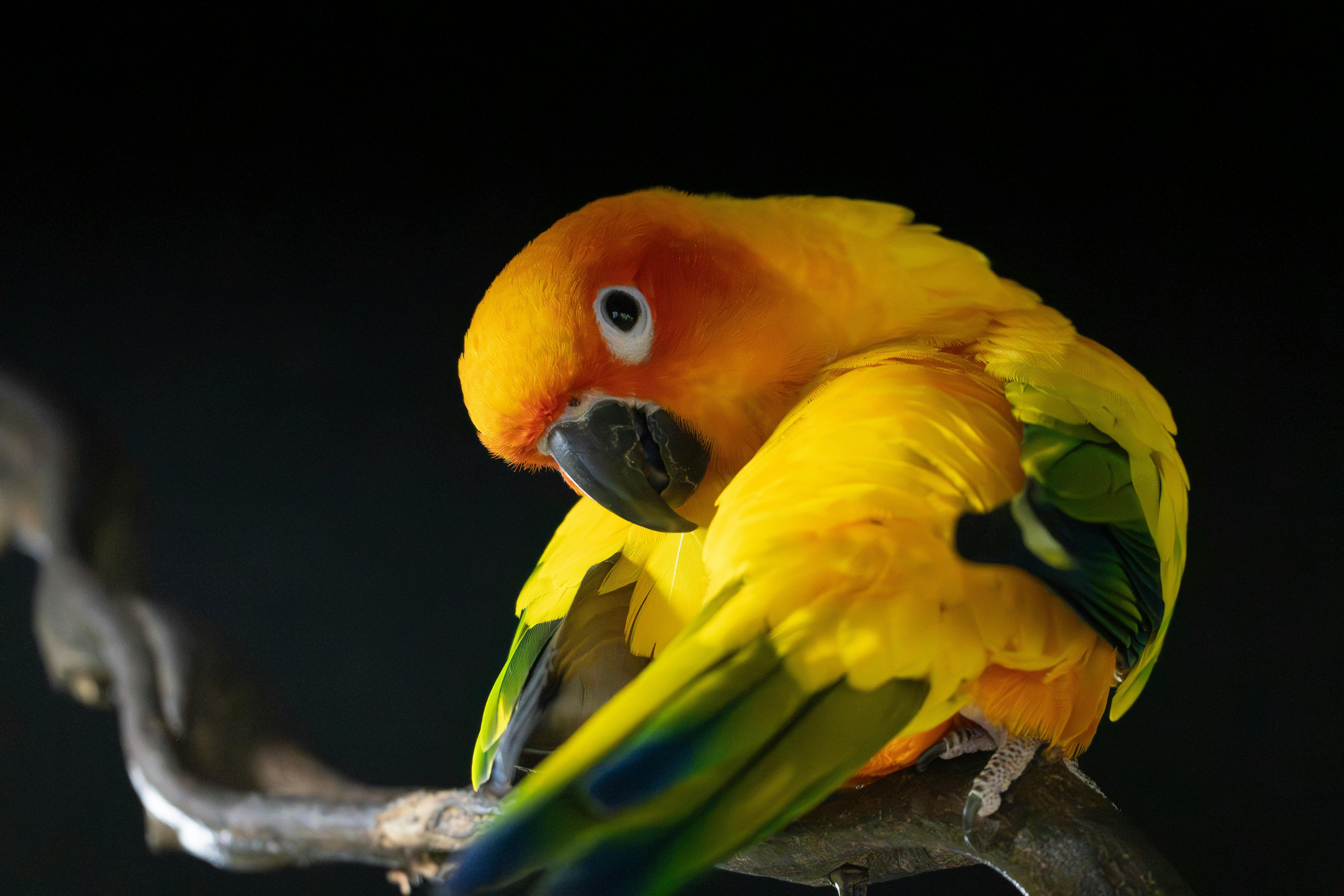 Significance of Animal Awareness Week: Key Takeaways