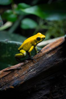 Close-up of a vibrant yellow poison dart frog on a log in its natural habitat