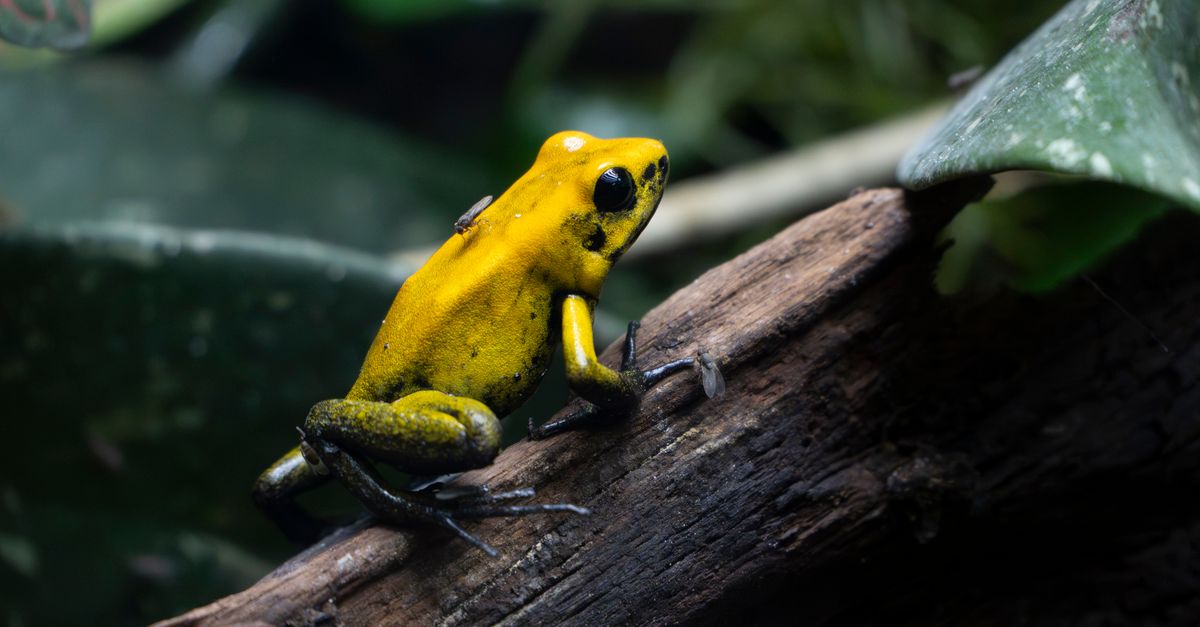Los 12 animales más peligrosos que habitan las selvas panameñas Los 12 animales más peligrosos que habitan las selvas panameñas