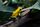 poison dart frog