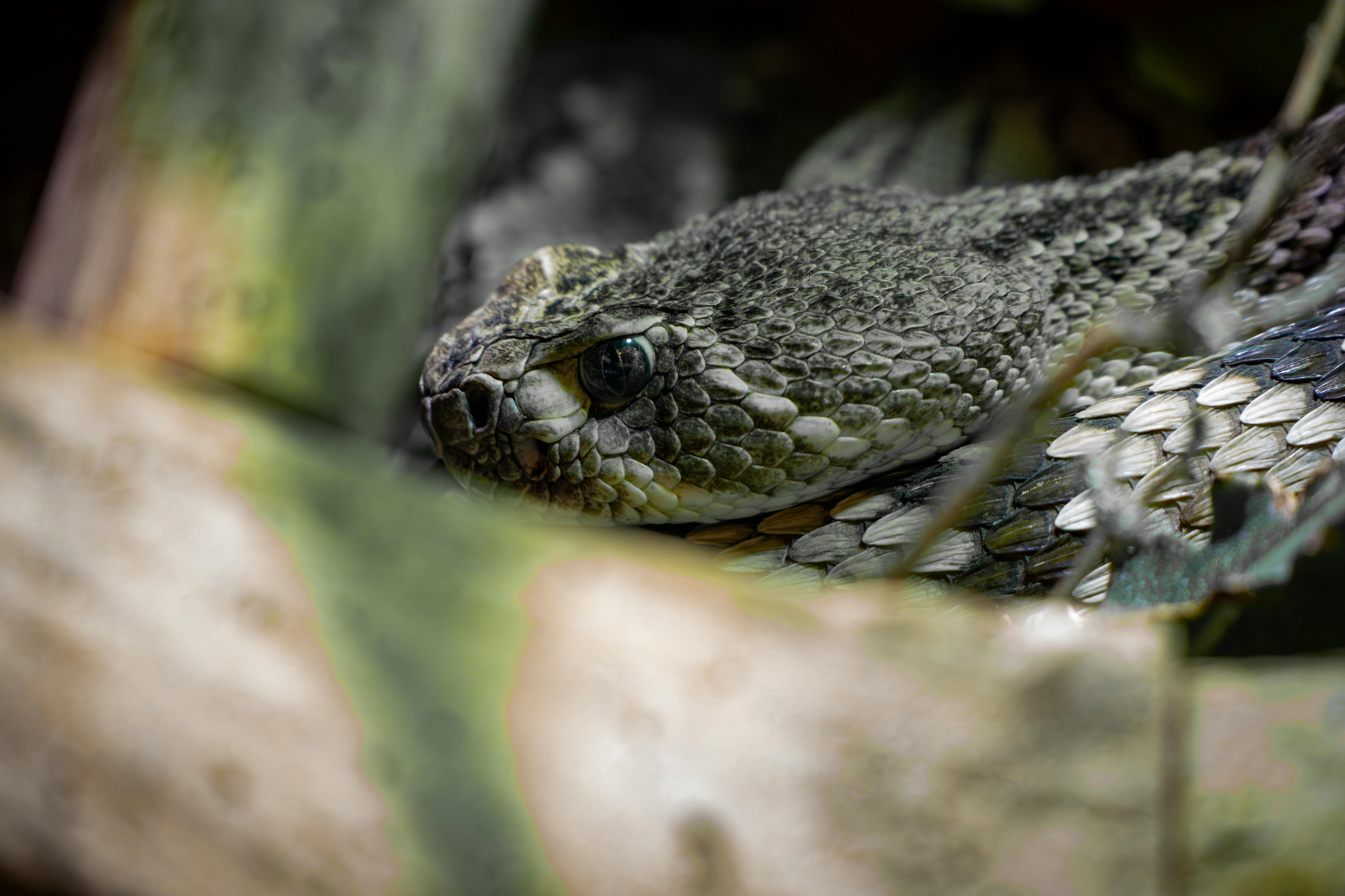 Cryptid Hunting Tips You Need Right Now: Your Essential Field Guide & Notebook