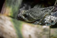 Close-up of a Rattlesnake in Natural Habitat