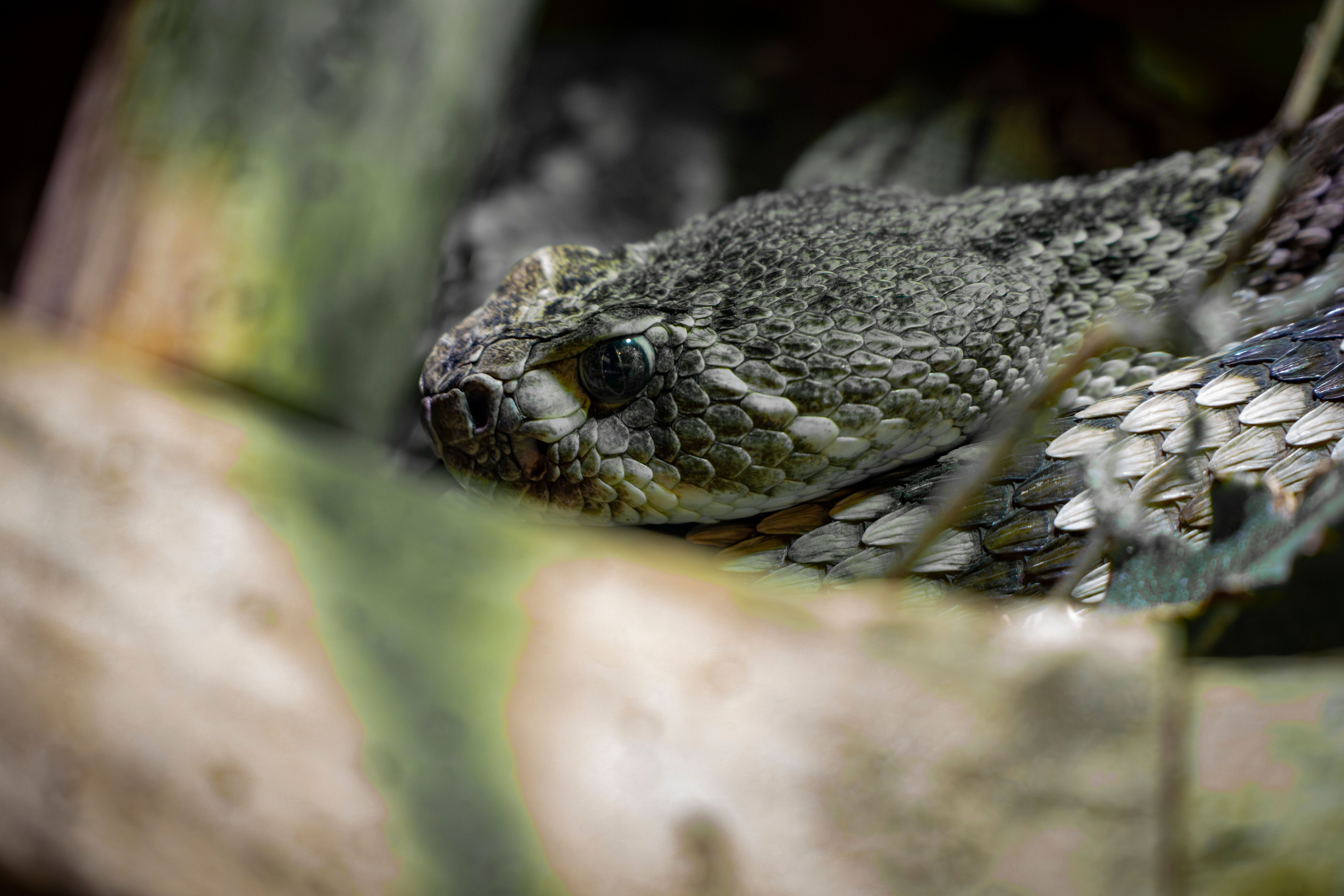 Close-up of a Rattlesnake in Natural Habitat · Free Stock Photo