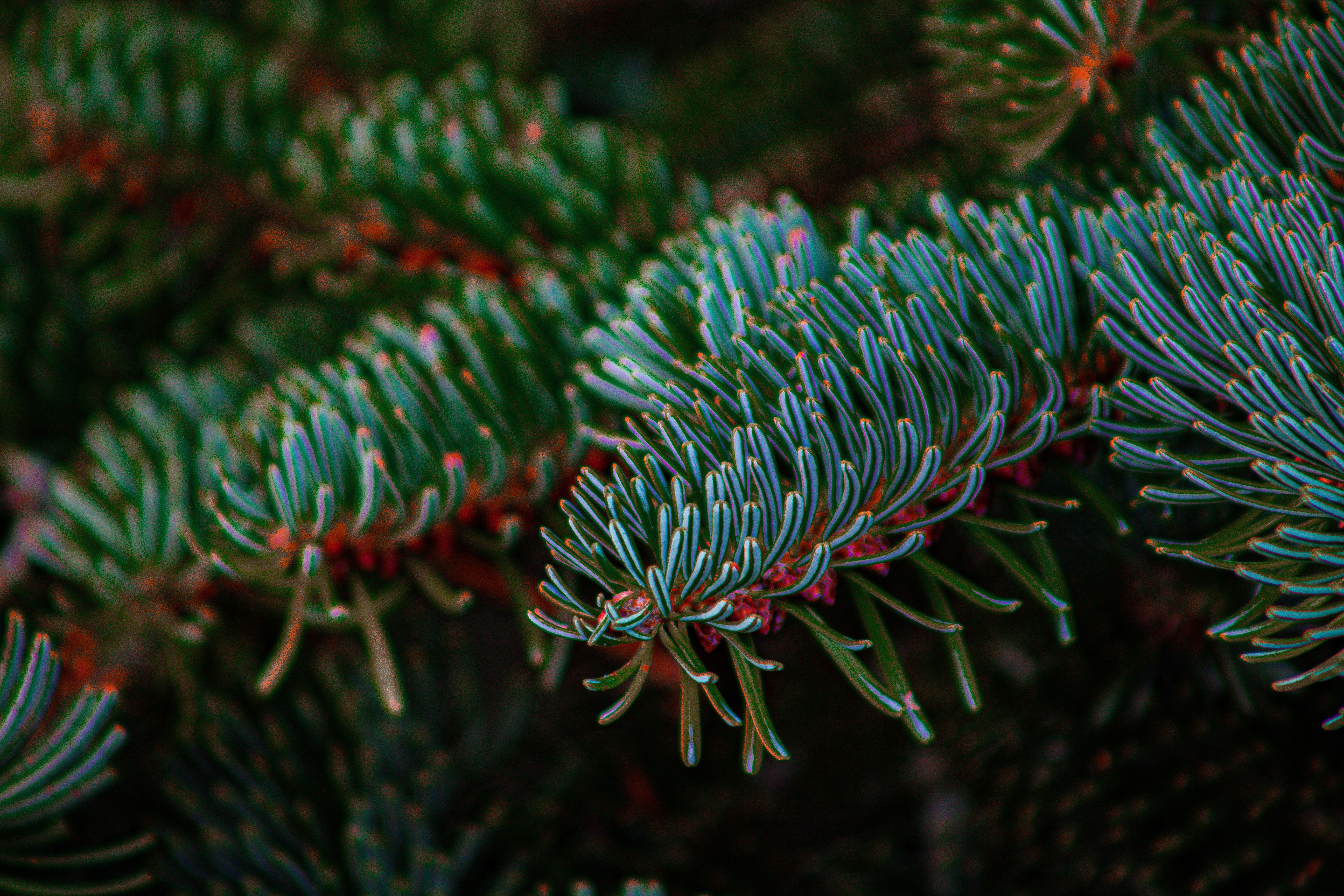 Close-Up of Lush Green Pine Needles in Nature · Free Stock Photo