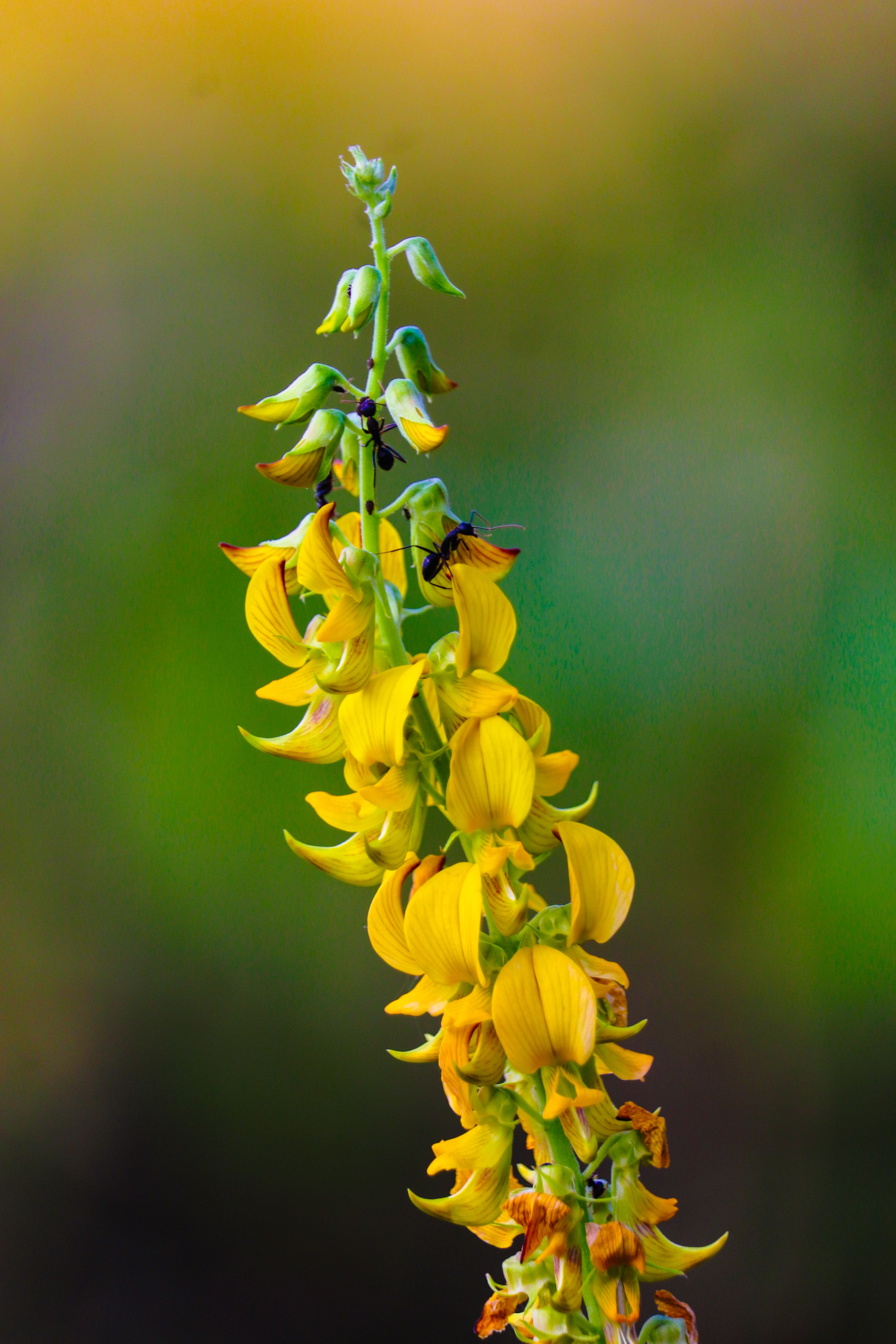 Close-up of a vibrant yellow Crotalaria flower with lush greenery in the background.