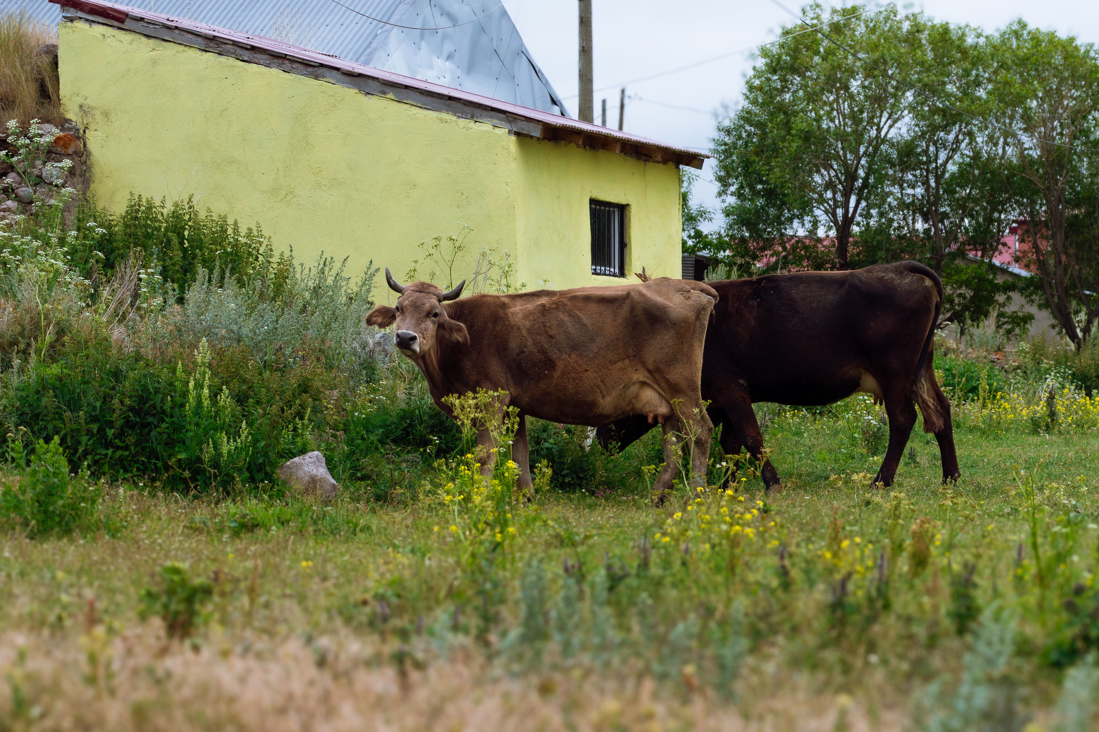 Cows Grazing by Rural House in Türkiye Village · Free Stock Photo