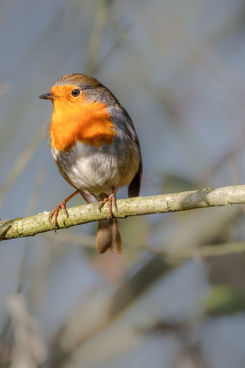 Free A detailed view of a European robin perched on a branch, beautifully lit by natural sunlight. Stock Photo