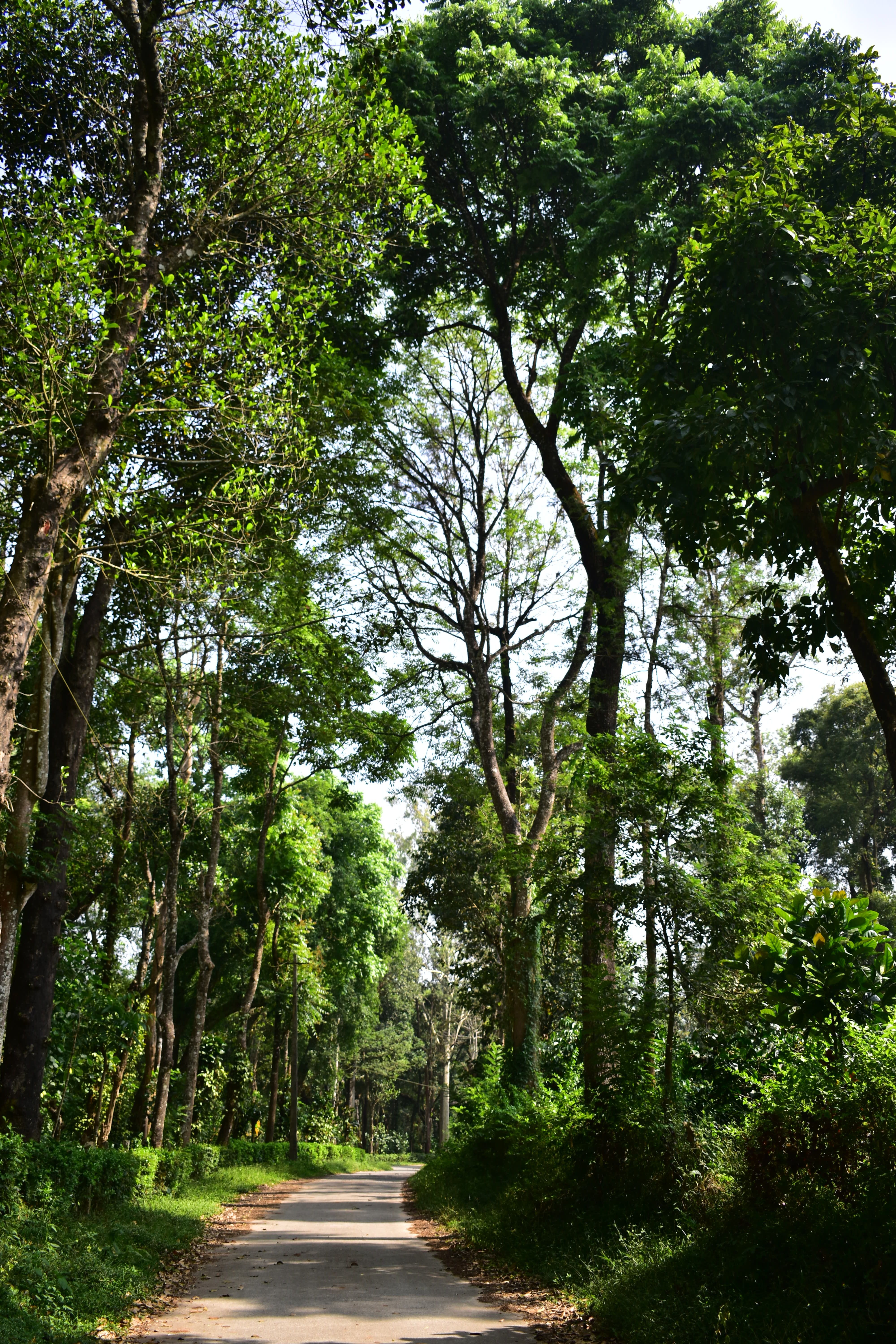 Scenic Forest Pathway in Lush Greenery · Free Stock Photo