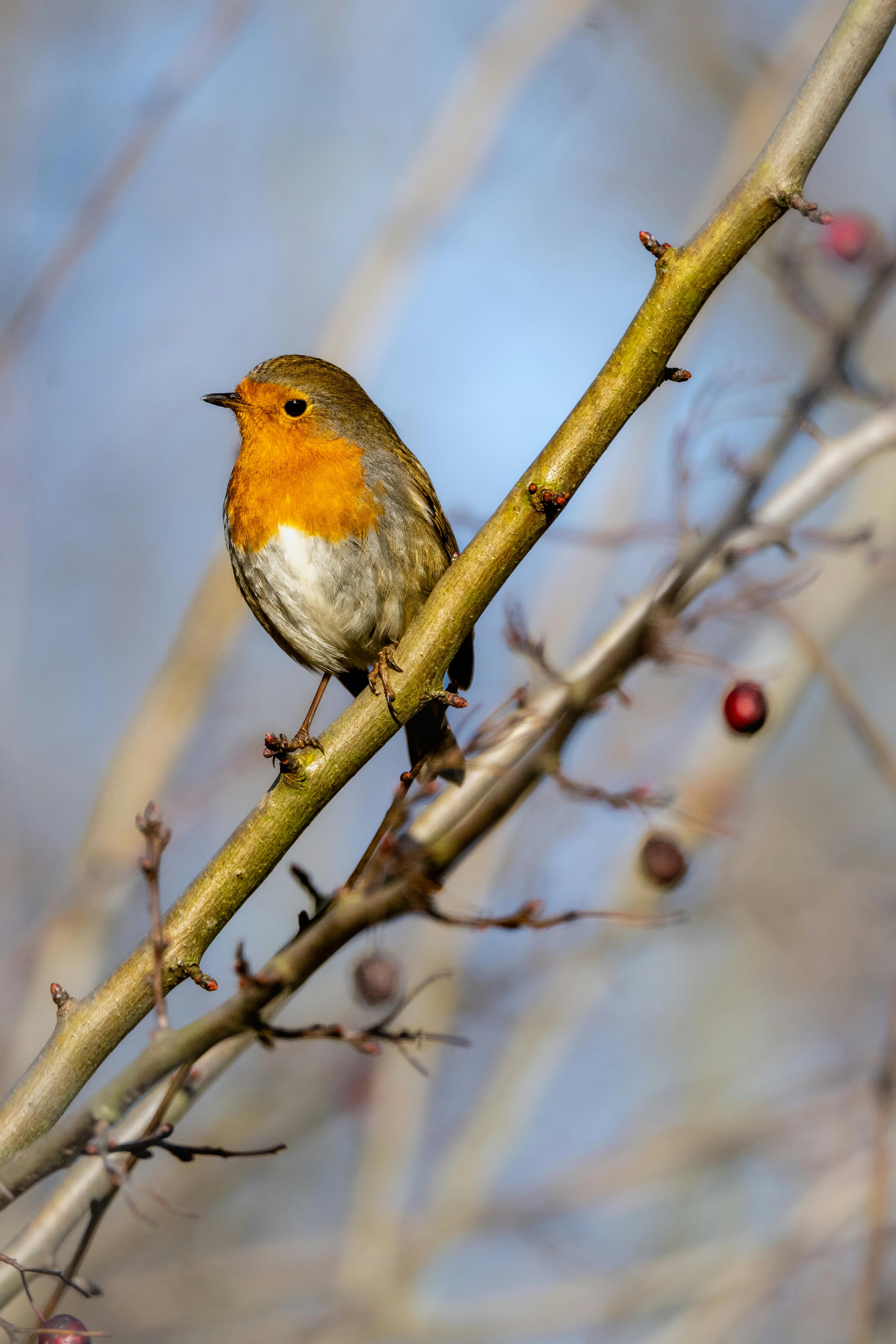 Robin Sharma -Timelesswisdom