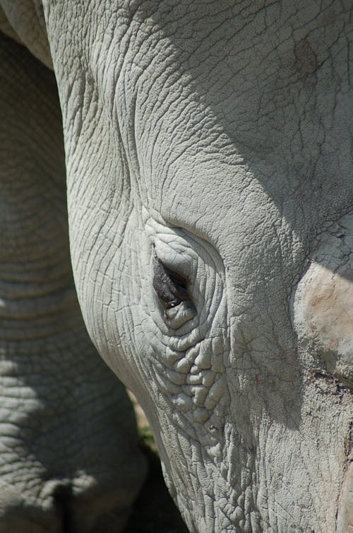 Free stock photo of grey, rhino, zoo