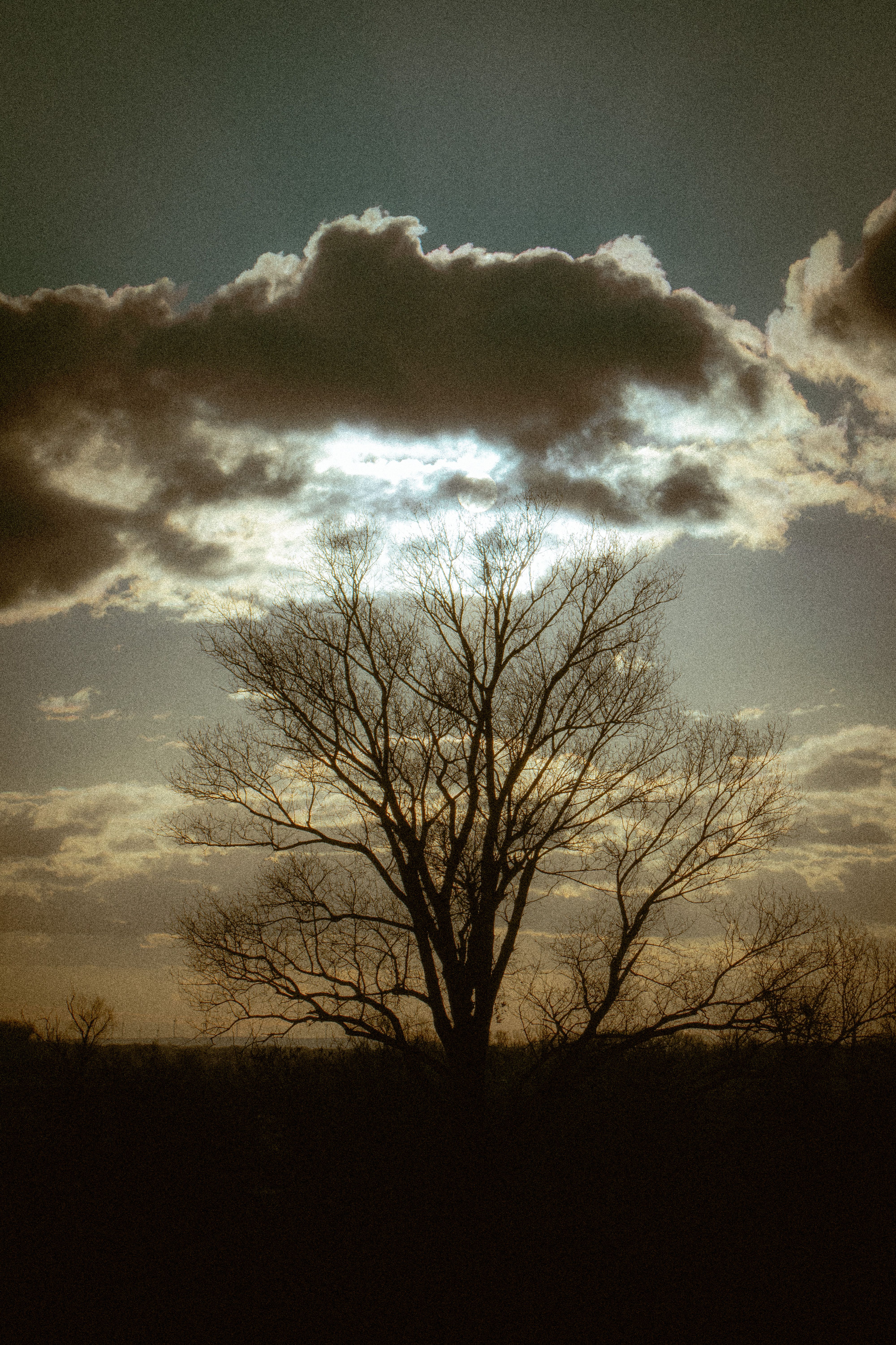 Silhouette of a Tree Against a Dramatic Sky · Free Stock Photo