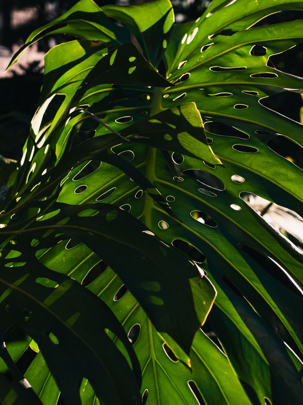 Close-up of Monstera leaves with dramatic light and shadow pattern, highlighting unique leaf perforations.. pexels, close, mo