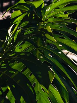 Close-up of Monstera leaves with dramatic light and shadow pattern, highlighting unique leaf perforations.. pexels, close, mo