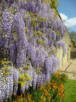 紫藤从石墙上倾泻而下，下方盛开着充满活力的春天花朵