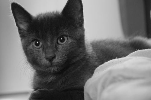 Free A monochrome portrait of a grey kitten with a focused gaze, showcasing its curious nature. Stock Photo