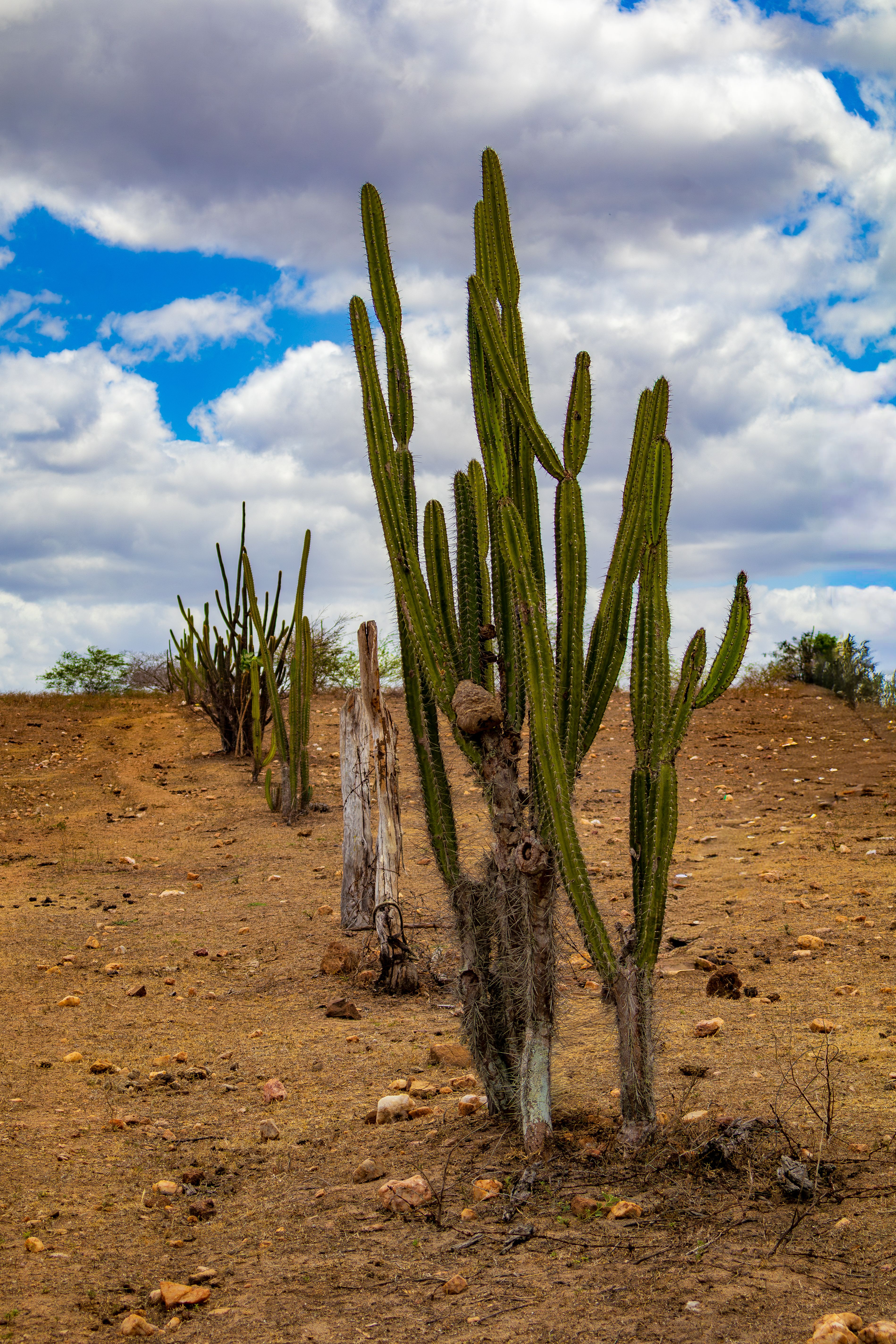 Desert Landscape with Tall Cacti and Blue Sky · Free Stock Photo