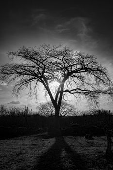 Dramatic black and white silhouette of a leafless tree against a sunset sky.