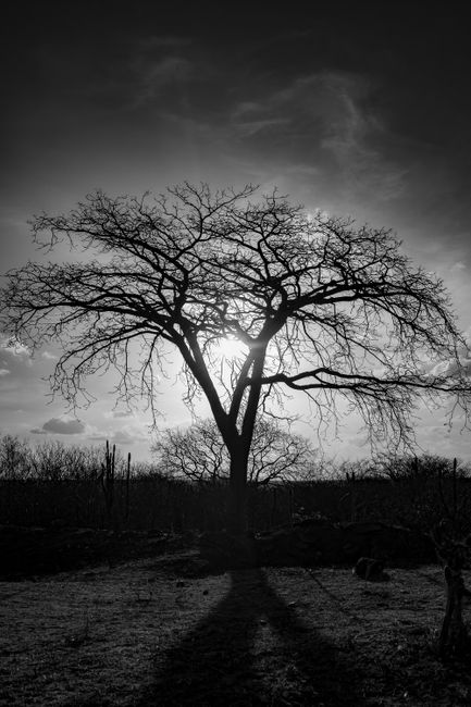 Dramatic black and white silhouette of a leafless tree against a sunset sky.