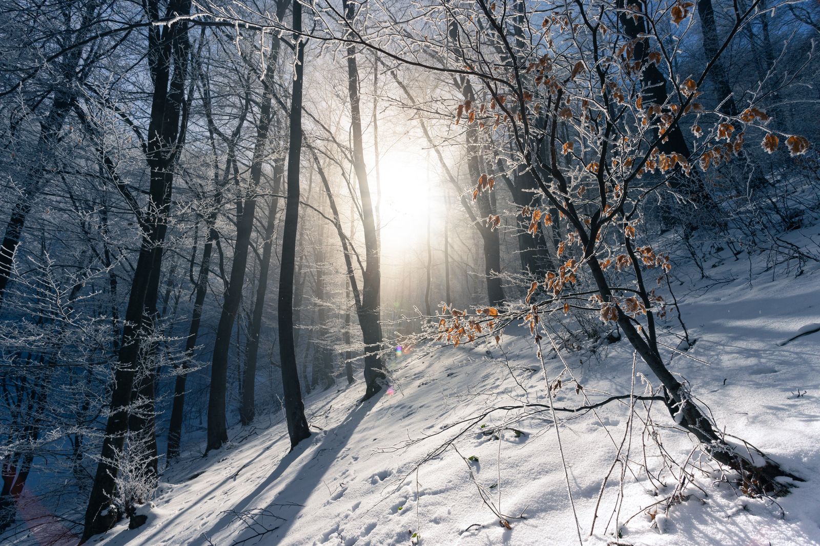 Serene snowy woodland with winter sunlight