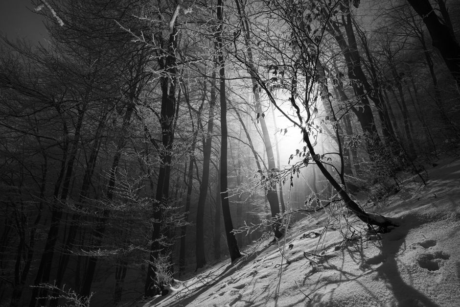 A serene black and white winter forest scene with sunlight breaking through snow-covered trees.