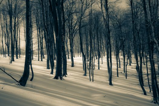 A tranquil snowy forest with bare trees casting long shadows on the snow-covered ground.