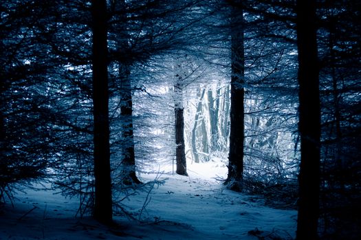 Explore the mystical beauty of a snow-covered forest during twilight, capturing serene winter magic.