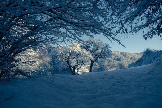 Tranquil winter scene with snow-laden trees and soft sunlight on a snowy hill.